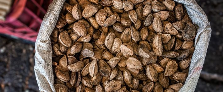 Castanha no Acre: estratégias sustentáveis fortalecem o setor Modelo acreano une renda, conservação e valorização das comunidades extrativistas